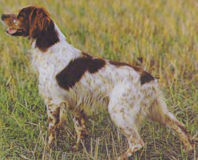 FIELD SPANIEL